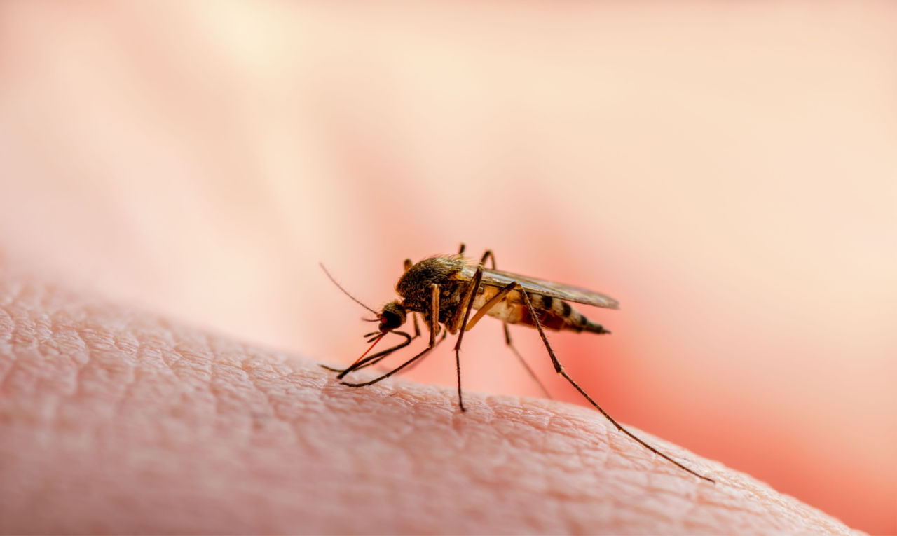 Cheiro de suor pode atrair picada de mosquitos, mostra estudo