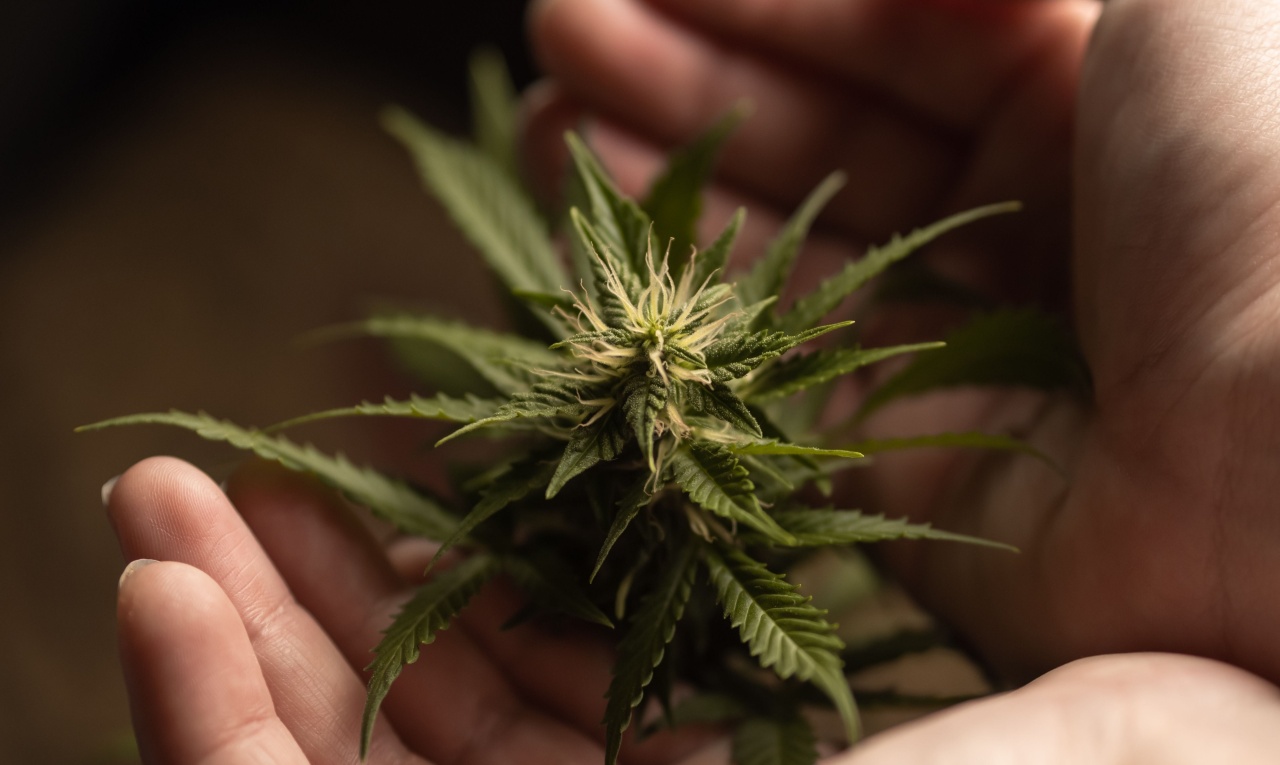 Estudo revela potencial da cannabis para tratar questões de saúde mental